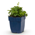 Vasteplant - Campanula posch. Lisduggan Variety - Perzikbladklokje - Bodembedekkend - Wit - 1 Plant - Pot 11cm - Hoogte 15-25cm