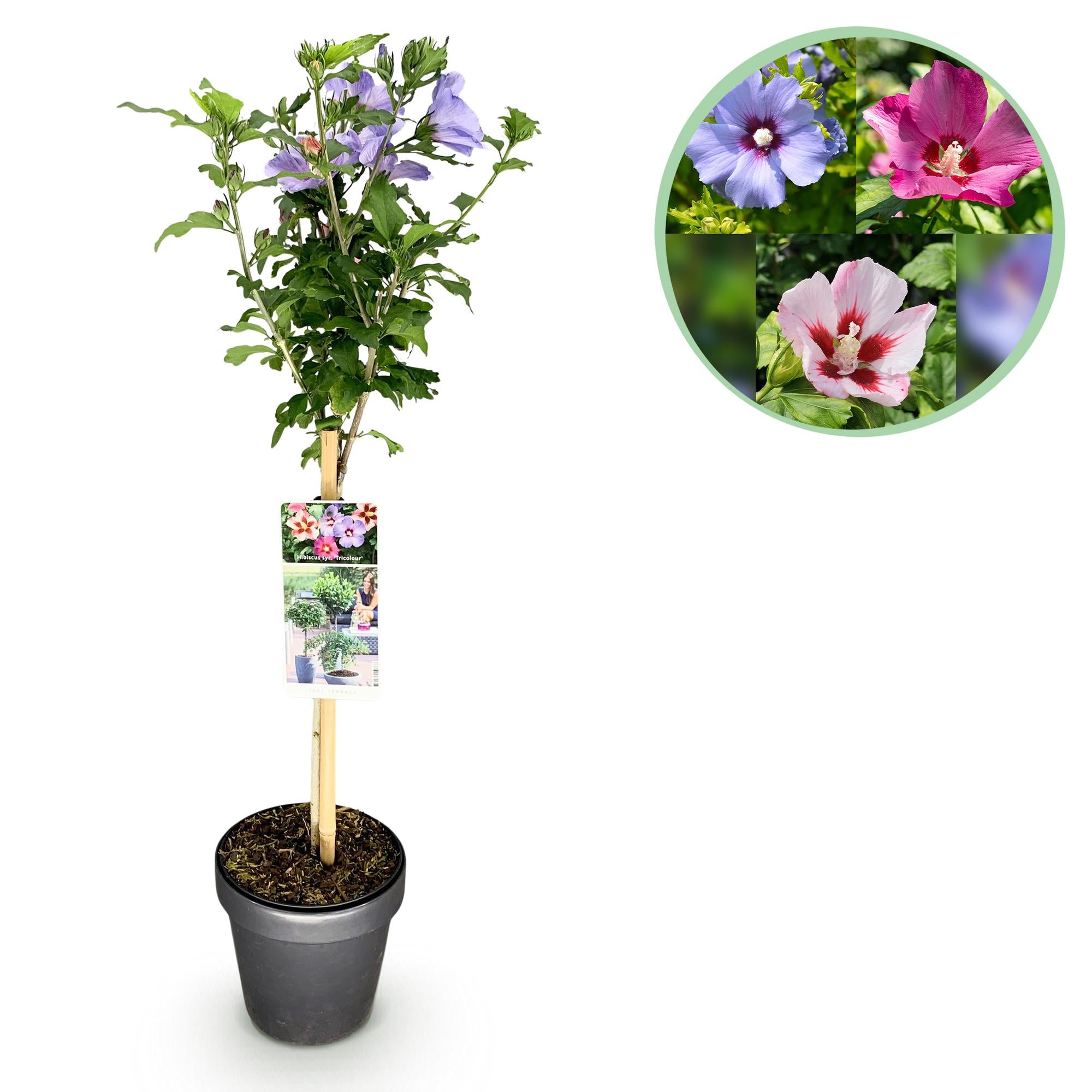 Plant op Stam - Hibiscus syriacus Tricolour  - Terras Plant - Bladverliezend - Winterhard - Witte, Roze, Paarse Bloem - Pot 19cm Hoogte 90cm