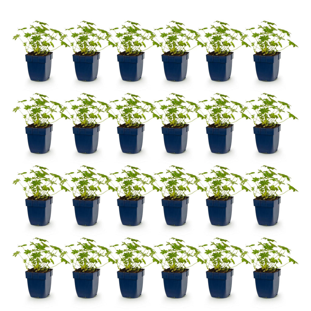 Vasteplant - Geranium macr. Ingwersen's Variety - Ooievaarsbek - Bodembedekkend - Licht Roze - 24 Planten - Pot 11cm - Hoogte 15-25cm