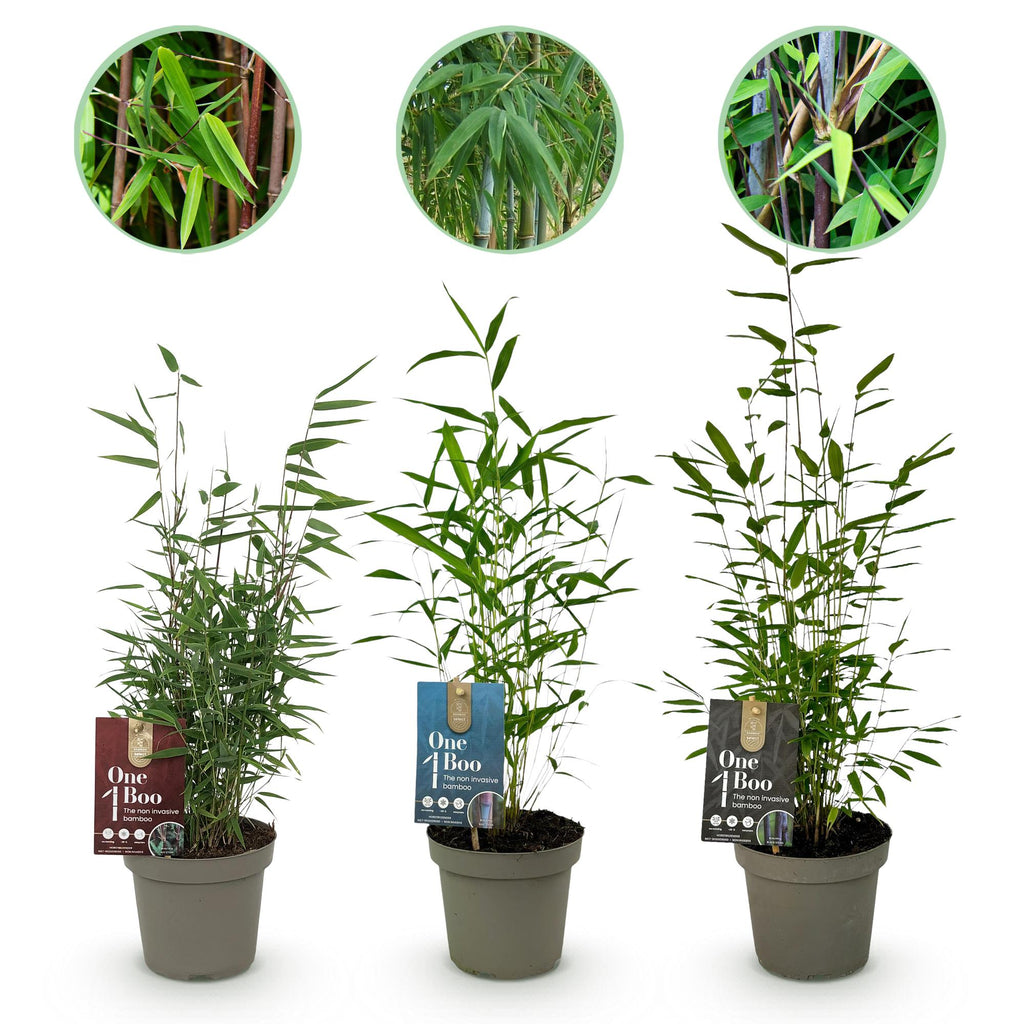 Bamboe - Fargesia dragon Tricolour - Zwart, Rood, Blauw  - 3 Planten - Bladhoudend - Niet Woekerend- Pot 14cm Hoogte 35cm