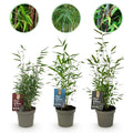 Bamboe - Fargesia dragon Tricolour - Zwart, Rood, Blauw  - 3 Planten - Bladhoudend - Niet Woekerend- Pot 14cm Hoogte 35cm