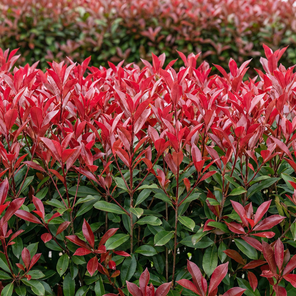Haagplanten - Photinia fraseri Carre Rouge - groen rood  - 6 planten - 1 strekkende meter - groenblijvend - pot 17cm hoogte 55cm