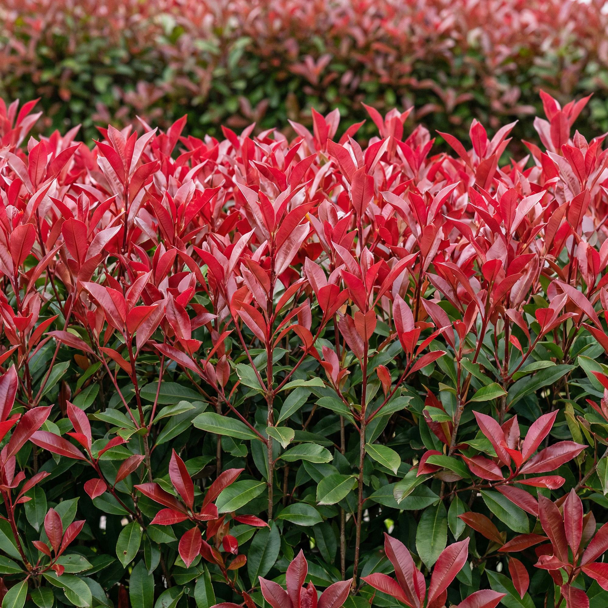 Haagplanten - Photinia fraseri Carre Rouge - groen rood  - 6 planten - 1 strekkende meter - groenblijvend - pot 17cm hoogte 55cm
