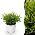 Kamerplant - Bamusa Pogonatherum Monica - Bamboegras - Huisdiervriendelijke Plant - Groen - 1 Plant - met Potter Wit - Pot 12cm - Hoogte 20cm