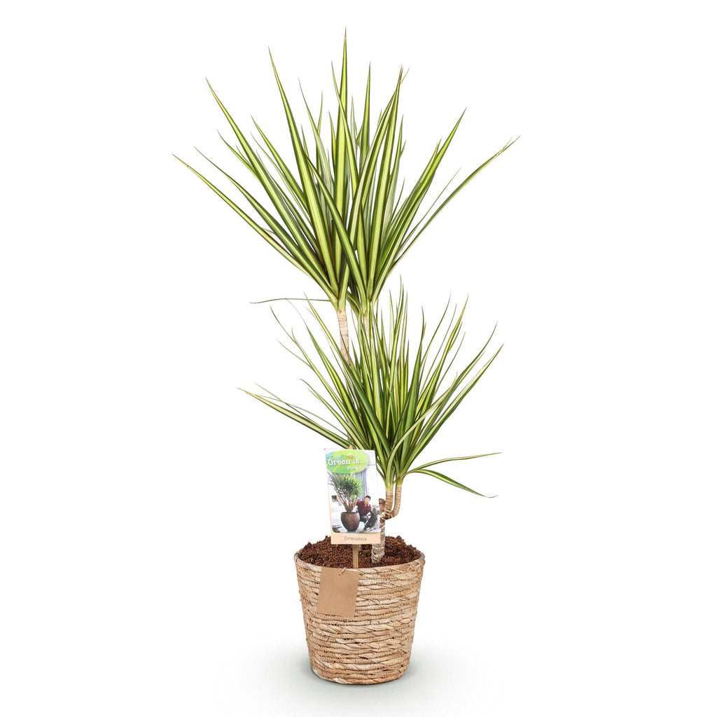 Green is... Kamerplanten - Dracaena Sunray - Drakenbloedboom - Weinig onderhoud - met mand - Groen - 1 Plant - Pot 17cm - Hoogte 70-75cm