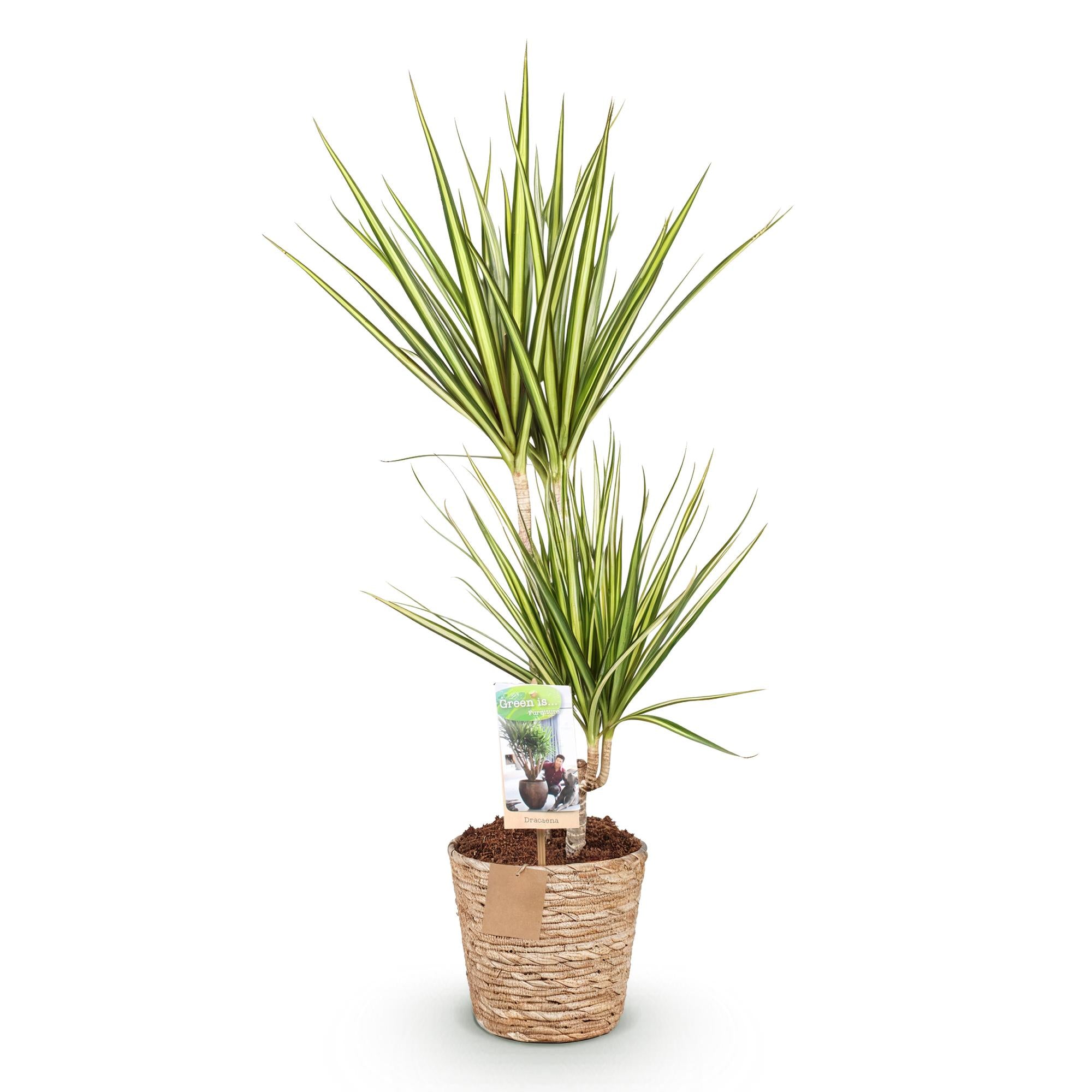 Green is... Kamerplanten - Dracaena Sunray - Drakenbloedboom - Weinig onderhoud - met mand - Groen - 1 Plant - Pot 17cm - Hoogte 70-75cm