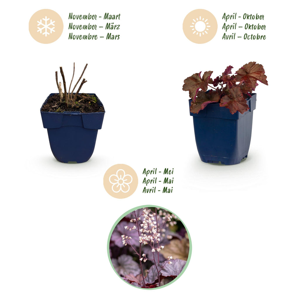 Vasteplant - Heuchera micr. Palace Purple - Purperklokje - Schaduw - Paars - 24 Planten - Pot 11cm - Hoogte 15-25cm