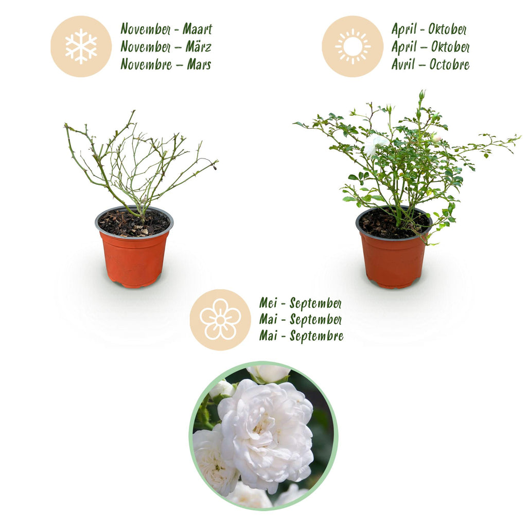 Tuin Roos - Rosa White Fairy - Roos - Winterhard - Wit - 1 Plant - Pot 12cm - Hoogte Hoogte 20-25cm