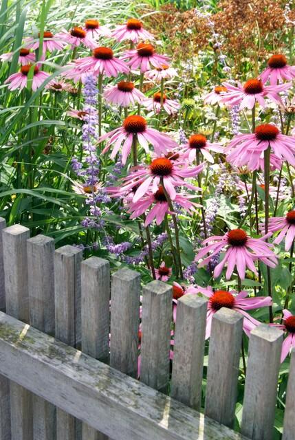 24x Echinacea p. 'Magnus' - ↕10-25cm - Ø9cm