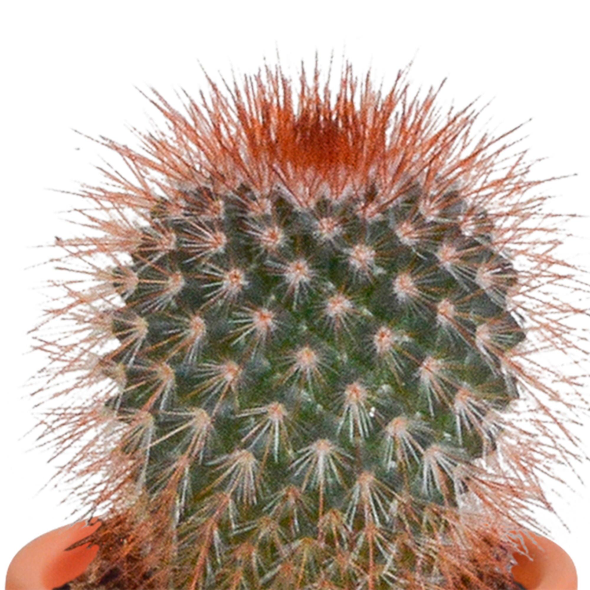 Cactus en vetplanten mix 5.5 cm | 15 stuks - in terracotta pot