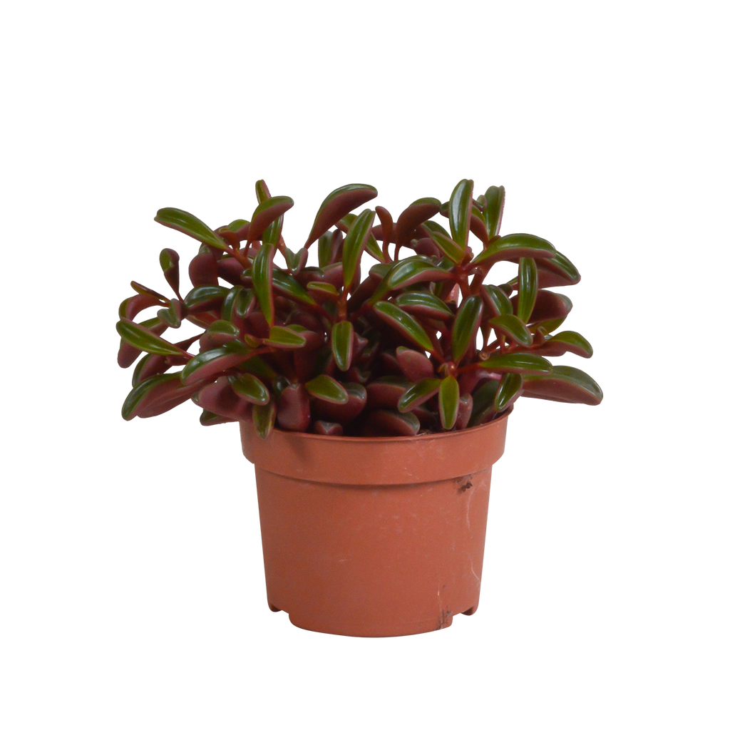Peperomia graveolens - zonder pot