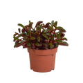 Peperomia graveolens - zonder pot