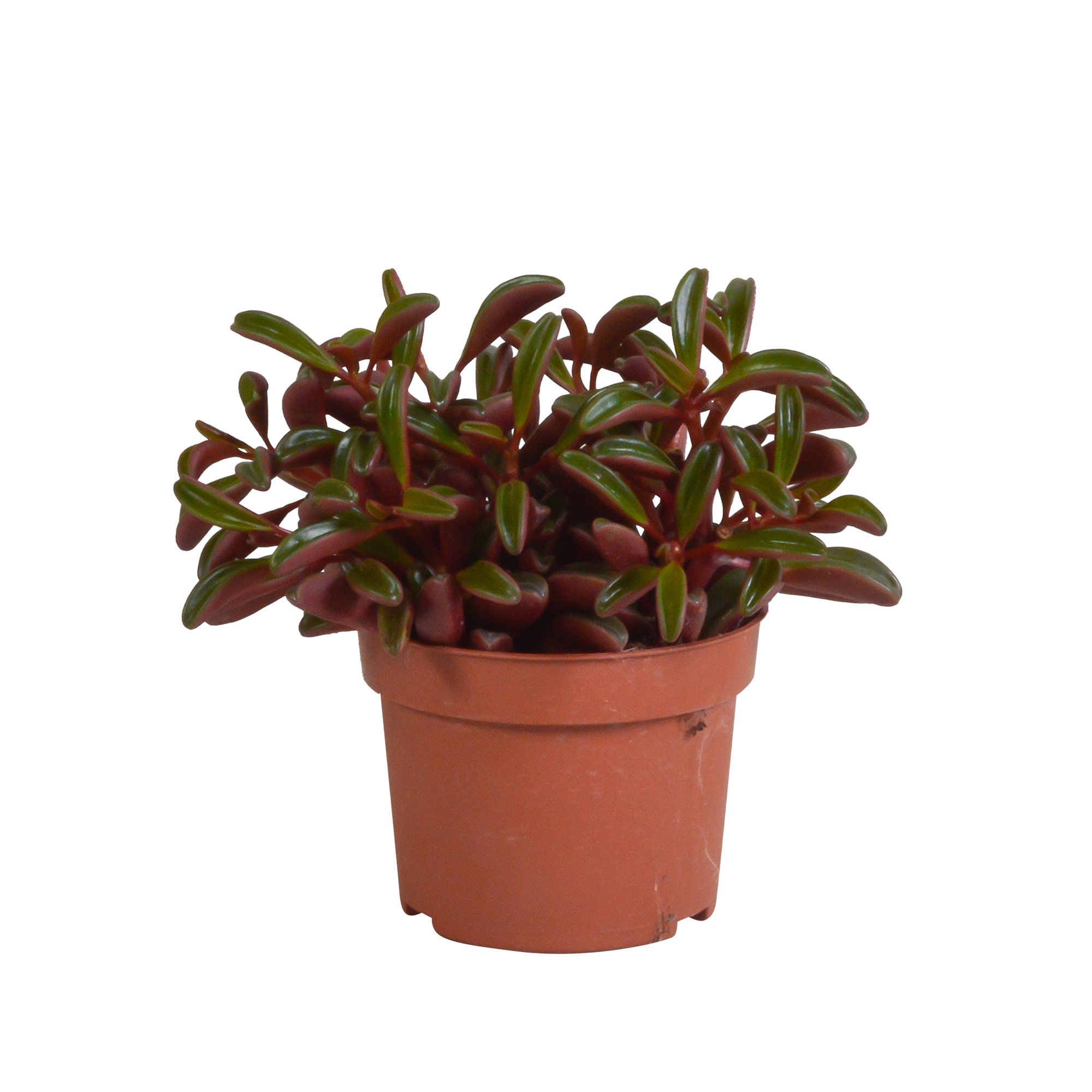 Peperomia graveolens - zonder pot