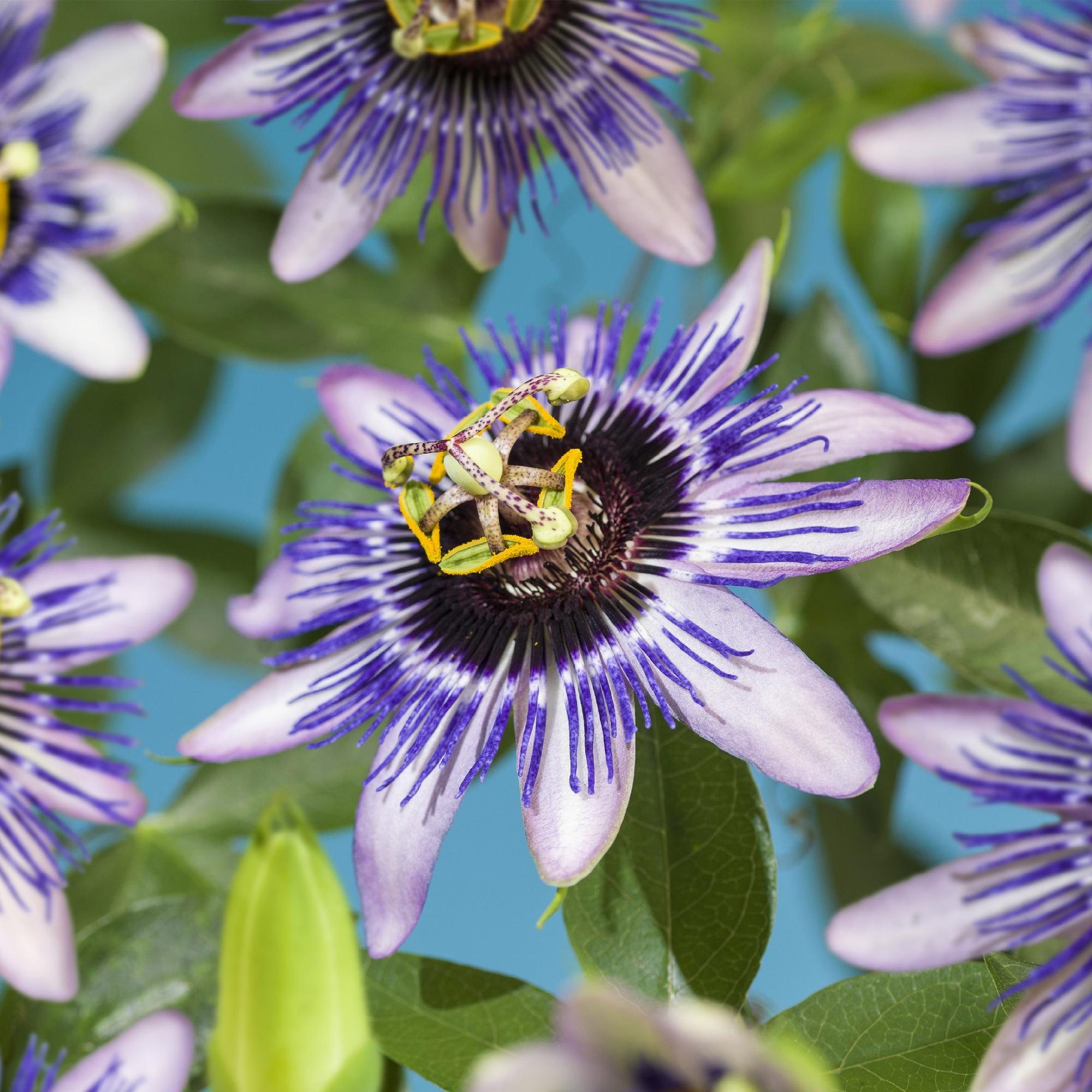 Passiebloem - Passiflora Damsels Delight  - Bloem Paars met Wit - Weinig onderhoud - 2 planten - Pot 11cm Hoogte 40cm