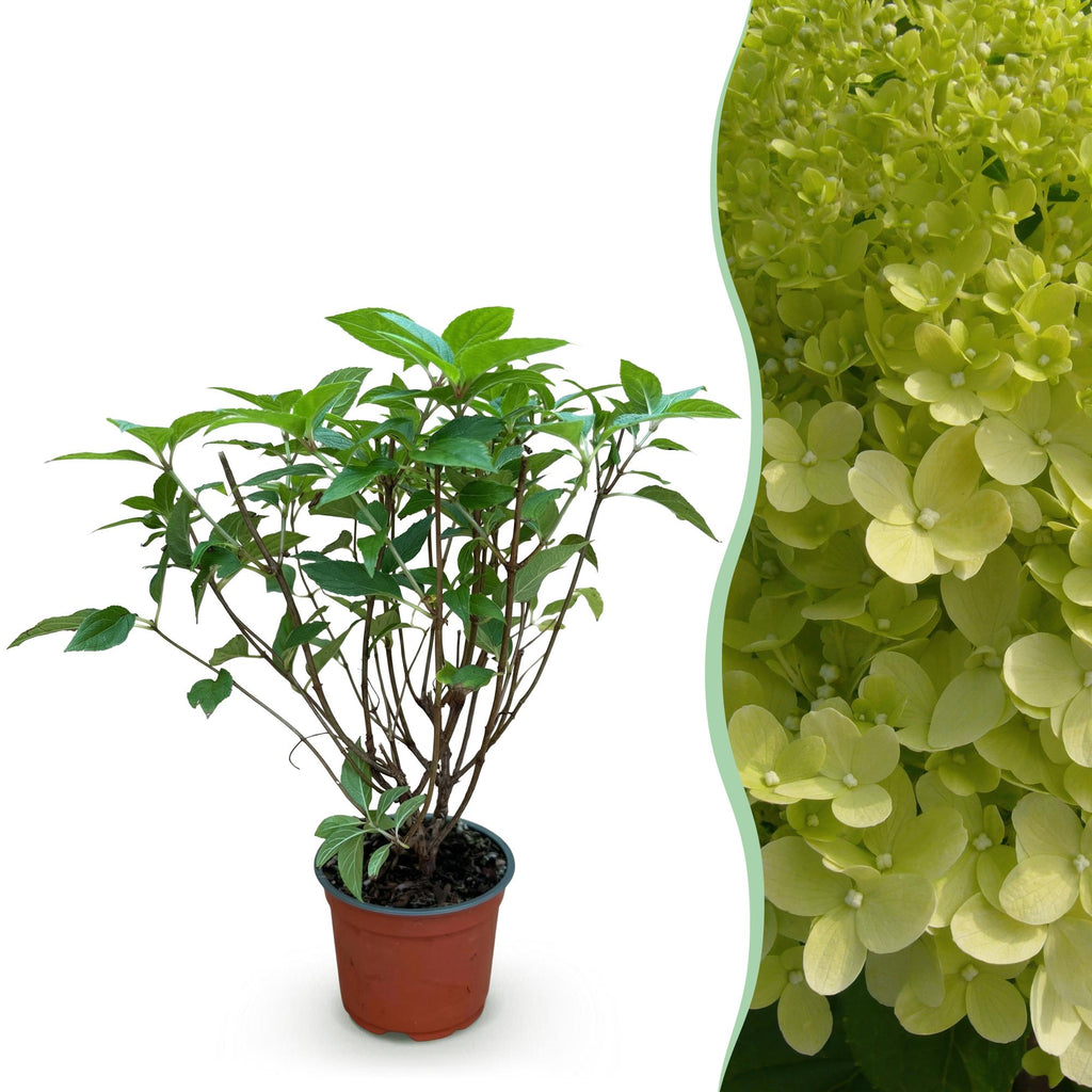Tuinplant - Hydrangea panniculata Limelight - Pluimhortensia - Winterhard - Lime Groen - 1 Plant - Pot 12cm - Hoogte Hoogte 20-30cm