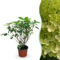 Tuinplant - Hydrangea panniculata Limelight - Pluimhortensia - Winterhard - Lime Groen - 1 Plant - Pot 12cm - Hoogte Hoogte 20-30cm