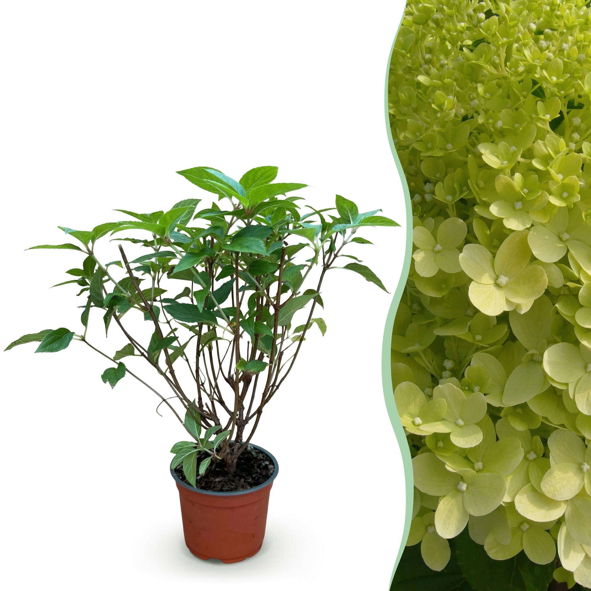 Tuinplant - Hydrangea panniculata Limelight - Pluimhortensia - Winterhard - Lime Groen - 1 Plant - Pot 12cm - Hoogte Hoogte 20-30cm