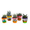 Gasteria/Haworthia mix 5,5cm - 5x - in Mexicaanse pot