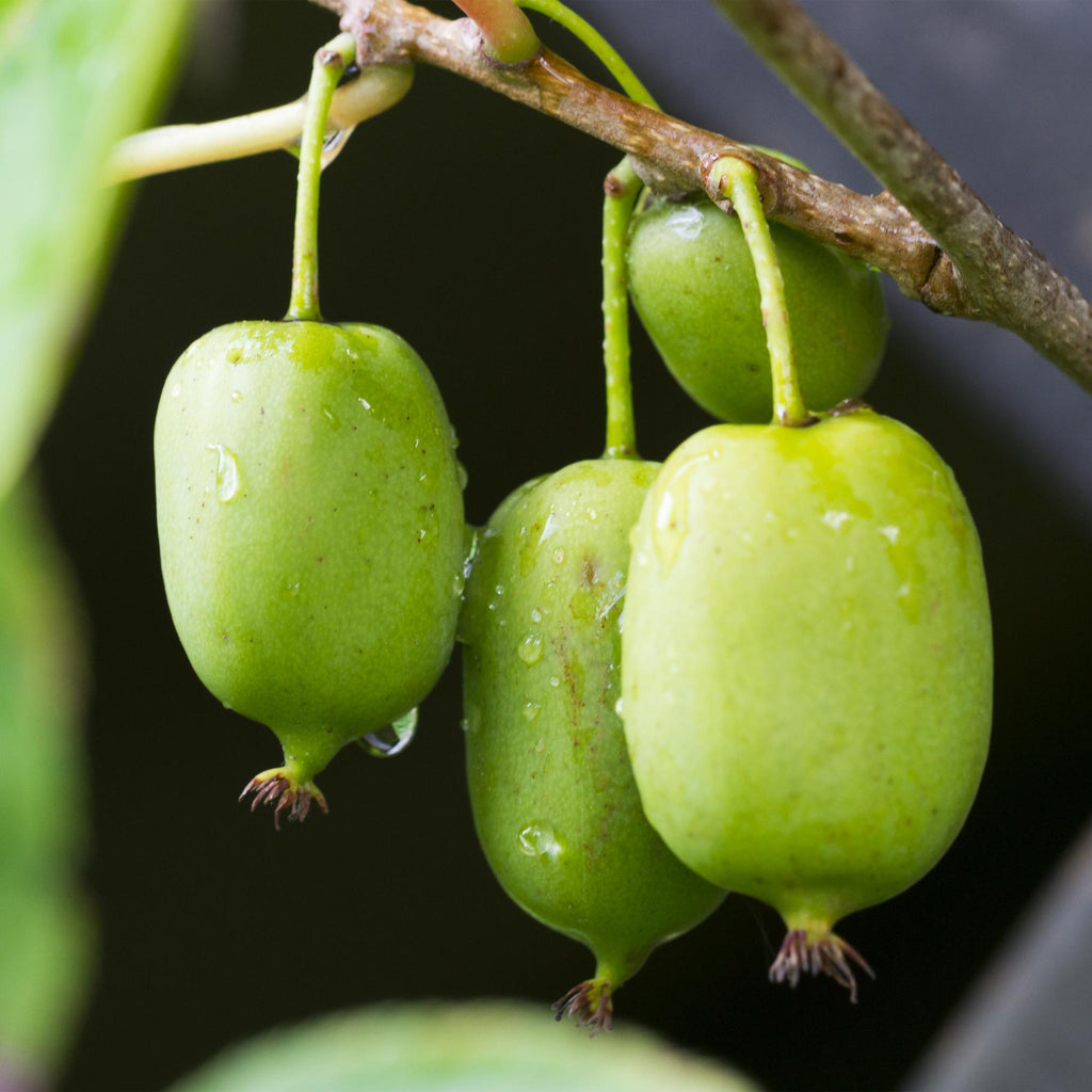 Fruitplant - Kiwi - Actinidia arguta Issai - Groene Vrucht - 2 planten -  Pot 11cm Hoogte 40cm