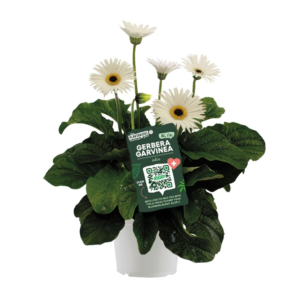 Garvinea Gerbera Wit - Ø19cm - ↕50cm