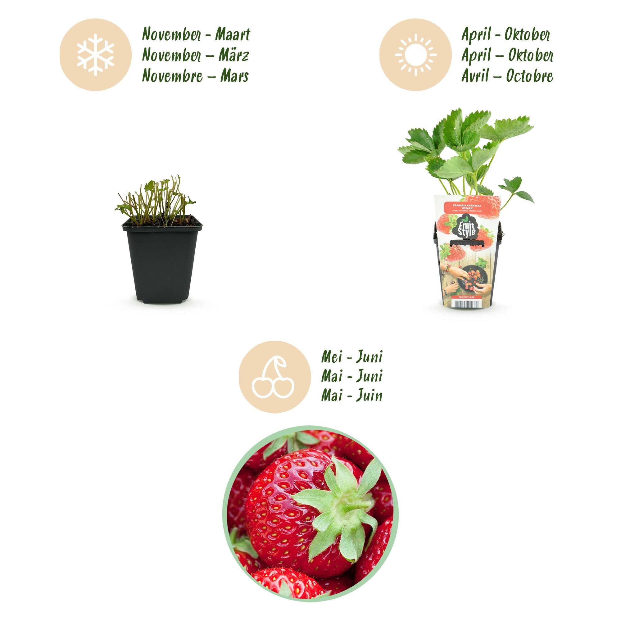 Fruitplanten - Aardbei - Fragaria Elvira - Winterhard - 3 Planten - Pot 9 cm - Rode Aardbei