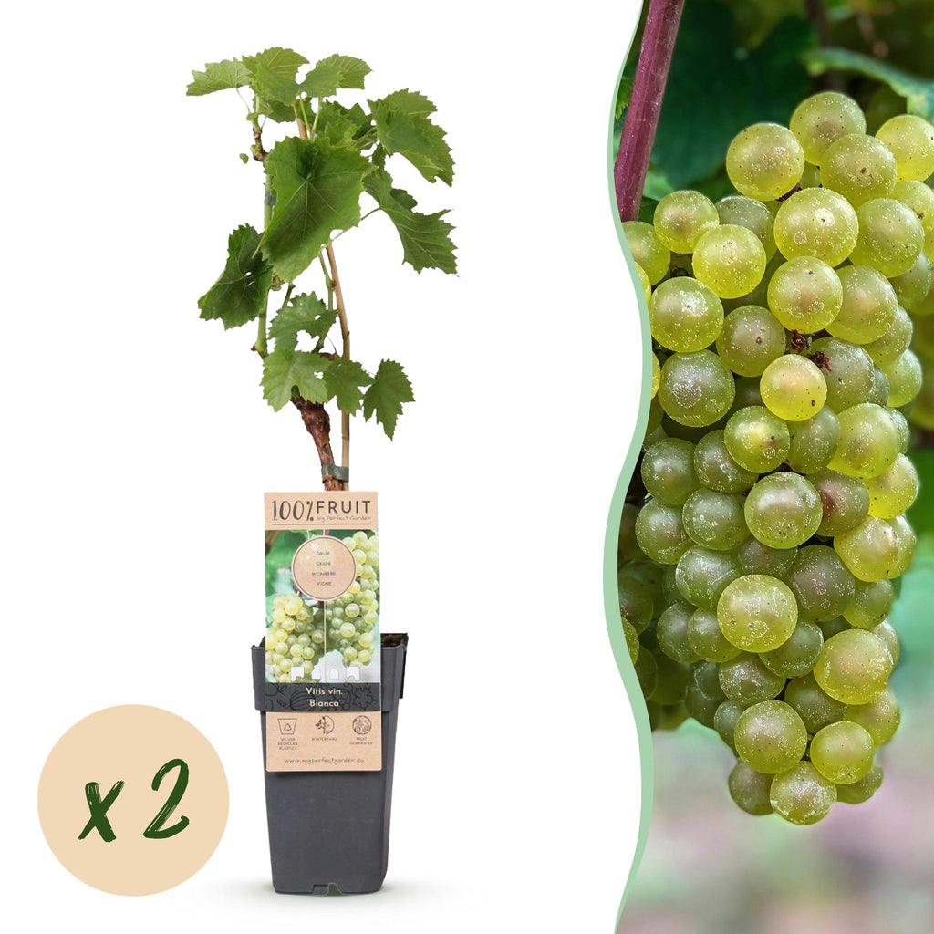 Fruitplant - Vitis vinifera Bianca - Druivenplant - Geent - Witte Druif - 2 Planten - Pot 15cm - Hoogte 50cm