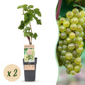 Fruitplant - Vitis vinifera Bianca - Druivenplant - Geent - Witte Druif - 2 Planten - Pot 15cm - Hoogte 50cm