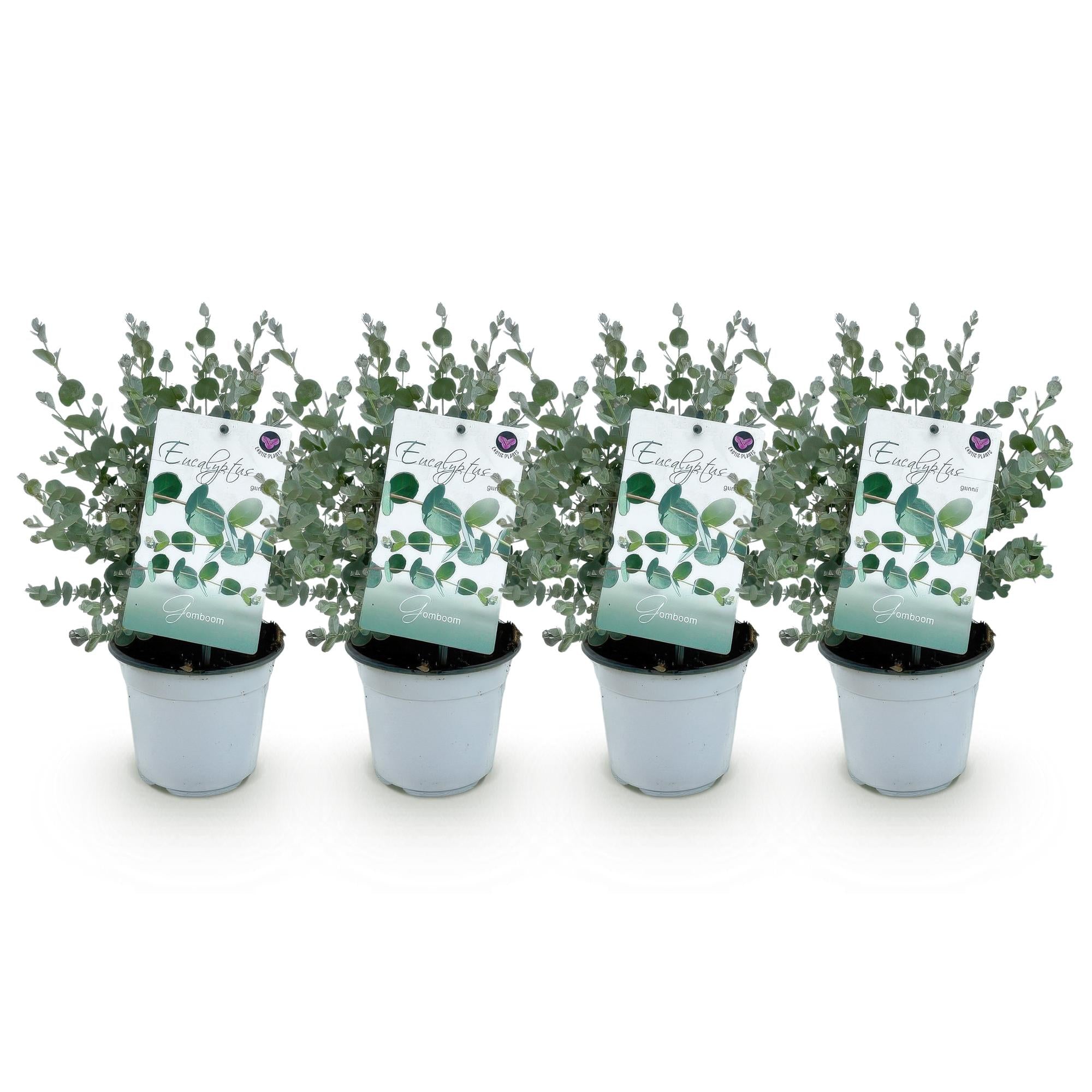 Terrasplant - Eucalyptus boom - Eucalyptus gunni  - Grijs - 4 Planten - Winterhard - Pot 14cm Hoogte 30cm