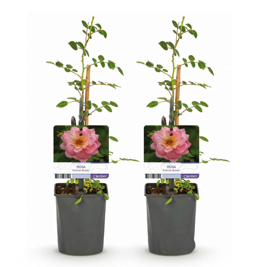 Klimroos - Rosa Salmon Queen - Bloem Licht roze - Weinig onderhoud - 2 planten - Pot 11cm Hoogte 40cm