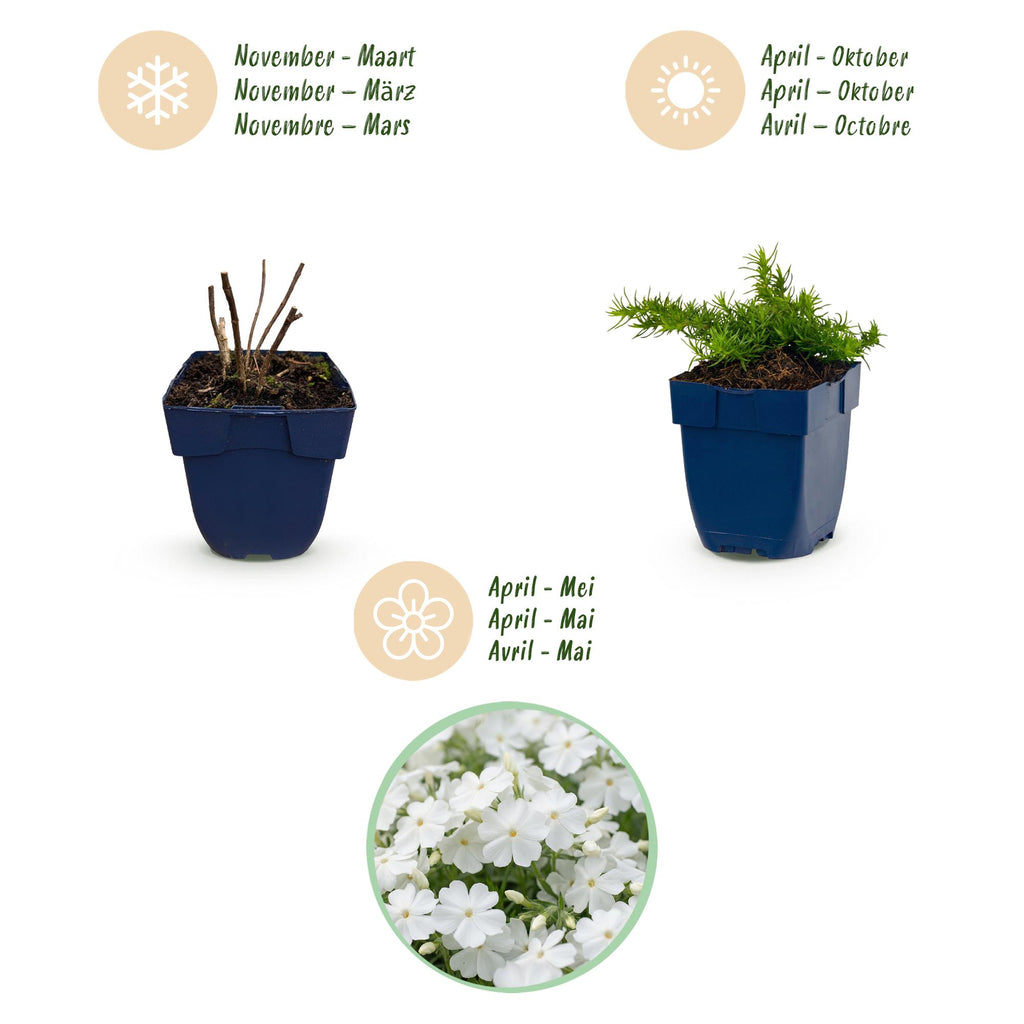 Vasteplant - Phlox Maischnee - Vlambloem - Bodembedekkend - Wit - 6 Plant - Pot 11cm - Hoogte 15-25cm