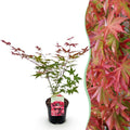 Terrasplant - Japanse Esdoorn - Acer palmatum Beni Maiko - Rood - 1 Plant - Bladverliezend - Pot 19cm Hoogte 70cm
