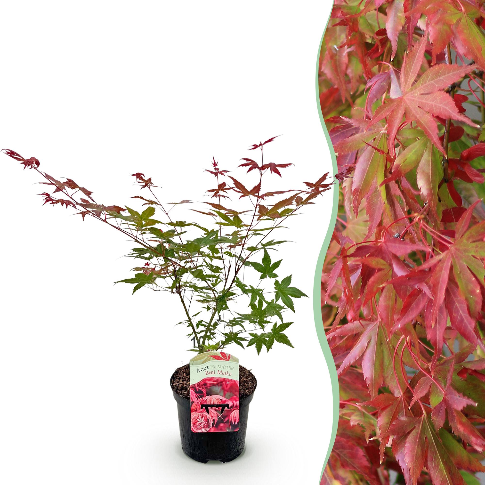 Terrasplant - Japanse Esdoorn - Acer palmatum Beni Maiko - Rood - 1 Plant - Bladverliezend - Pot 19cm Hoogte 70cm