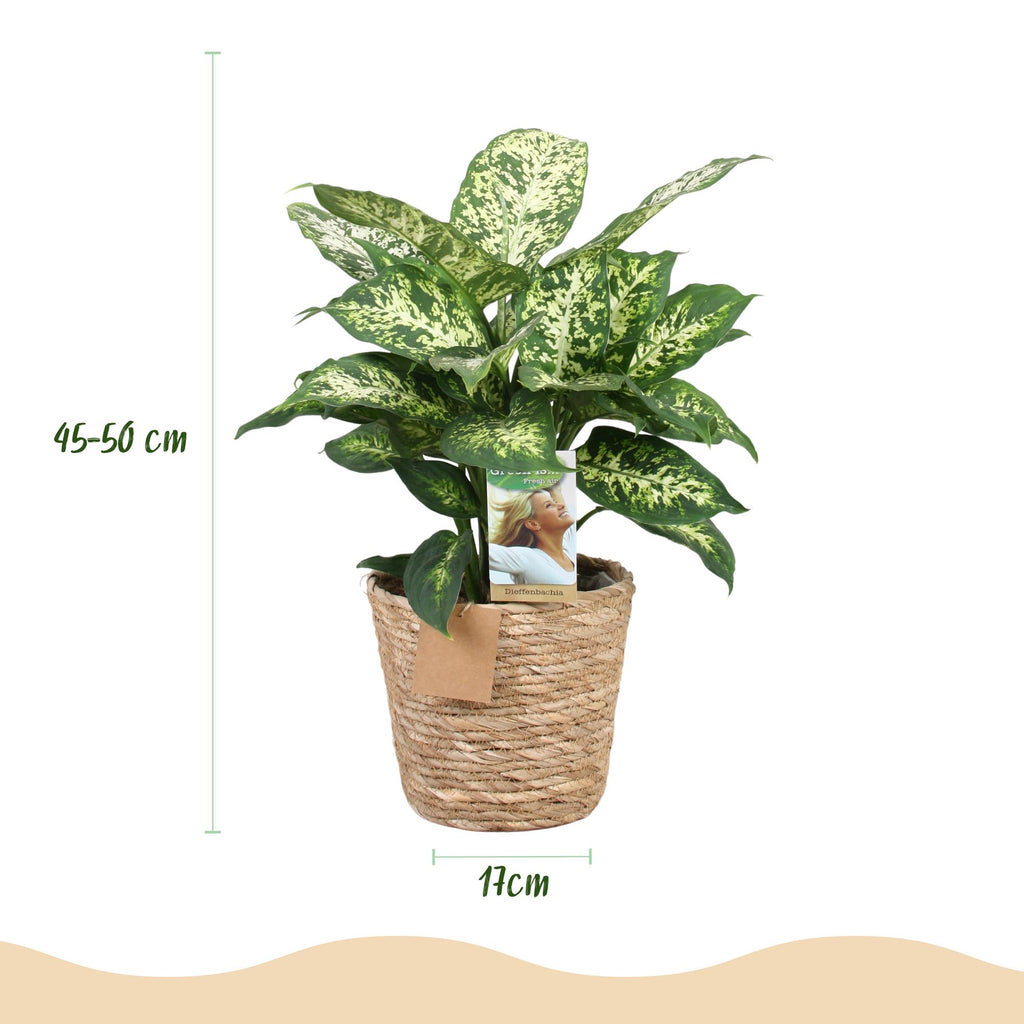 Green is... Kamerplanten - Diefenbachia Compacta - Dieffenbachia - Weinig onderhoud - met mand - Groen - 2 Planten - Pot 17cm - Hoogte 45-50cm