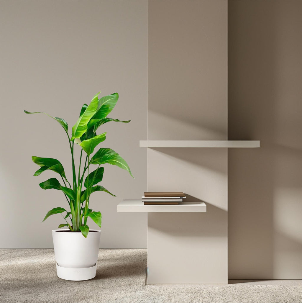 Strelitzia Nicolai - 70-100 cm - ø17