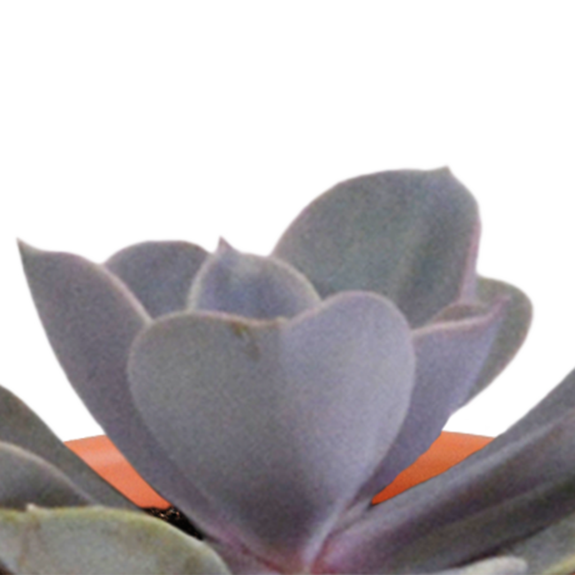 Cactus en vetplanten mix 5.5 cm | 15 stuks - in Mexicaanse pot