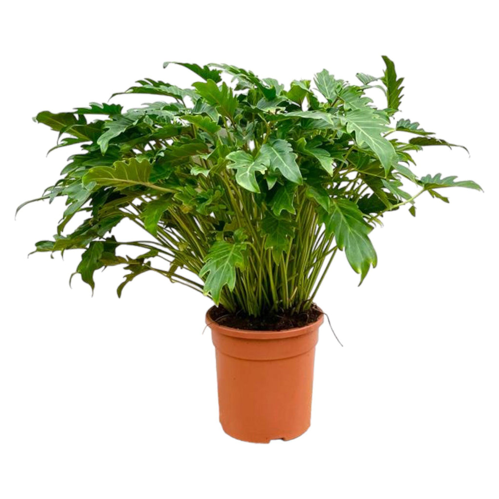 Philodendron Xanadu - 100 cm - Ø35