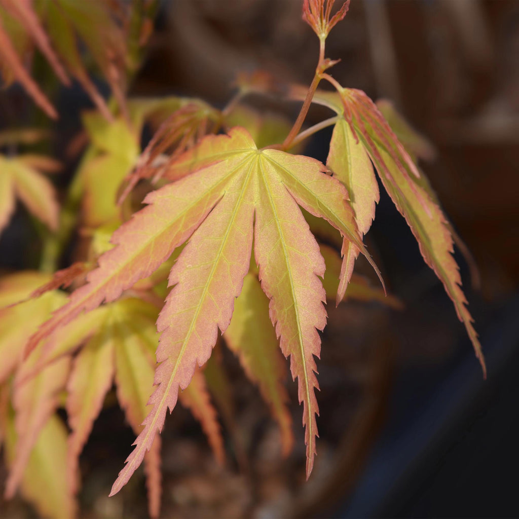 Tuinplant - Acer palmatum Katsura - Japanse Esdoorn - Bladverliezend - Groen - 1 - Pot 26cm - Hoogte 90cm