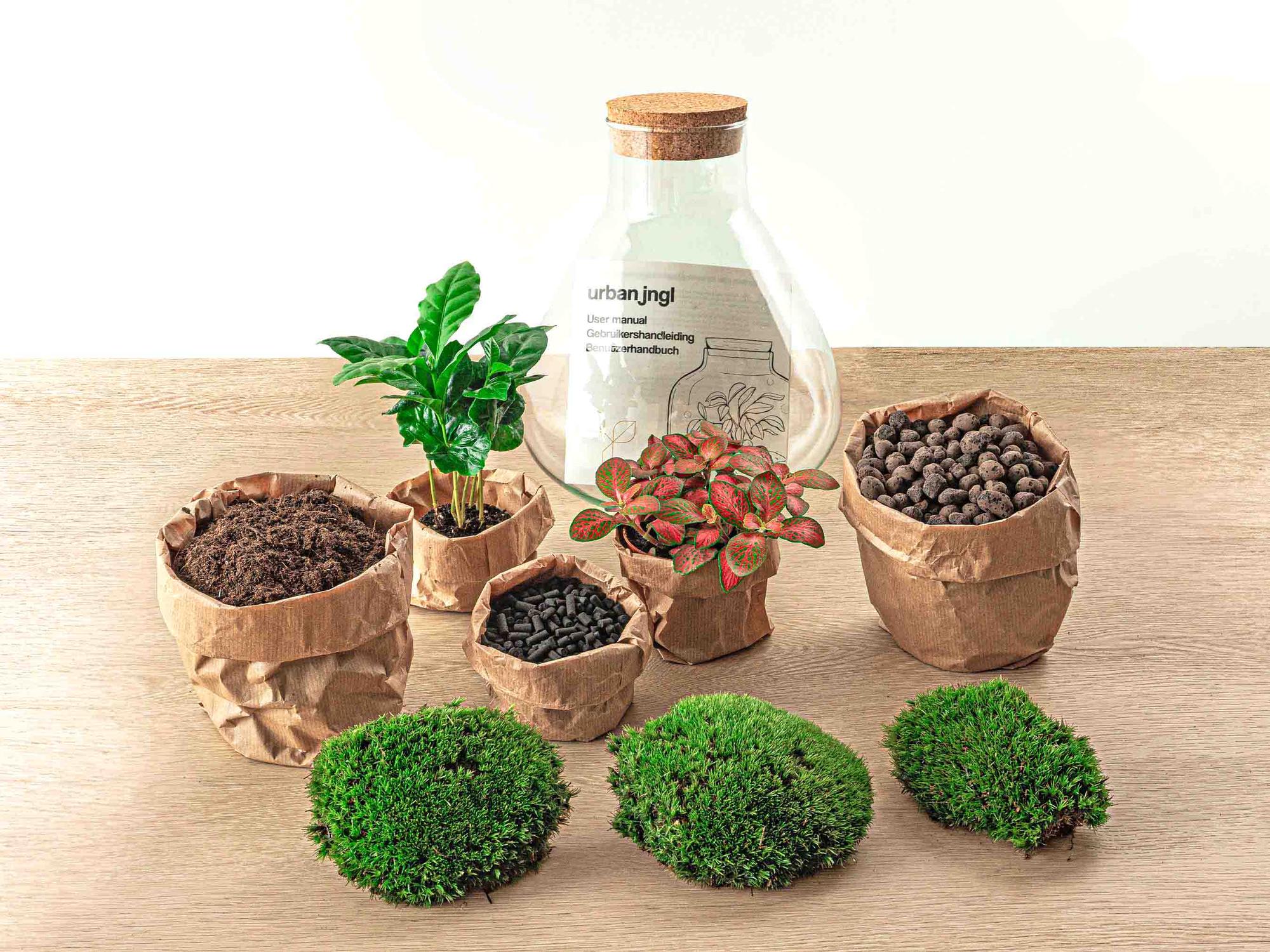 DIY terrarium - Sammie Coffea Red - Ø 22,5 cm ↑ 27 cm - Rake + Shovel + Tweezer + Scissors