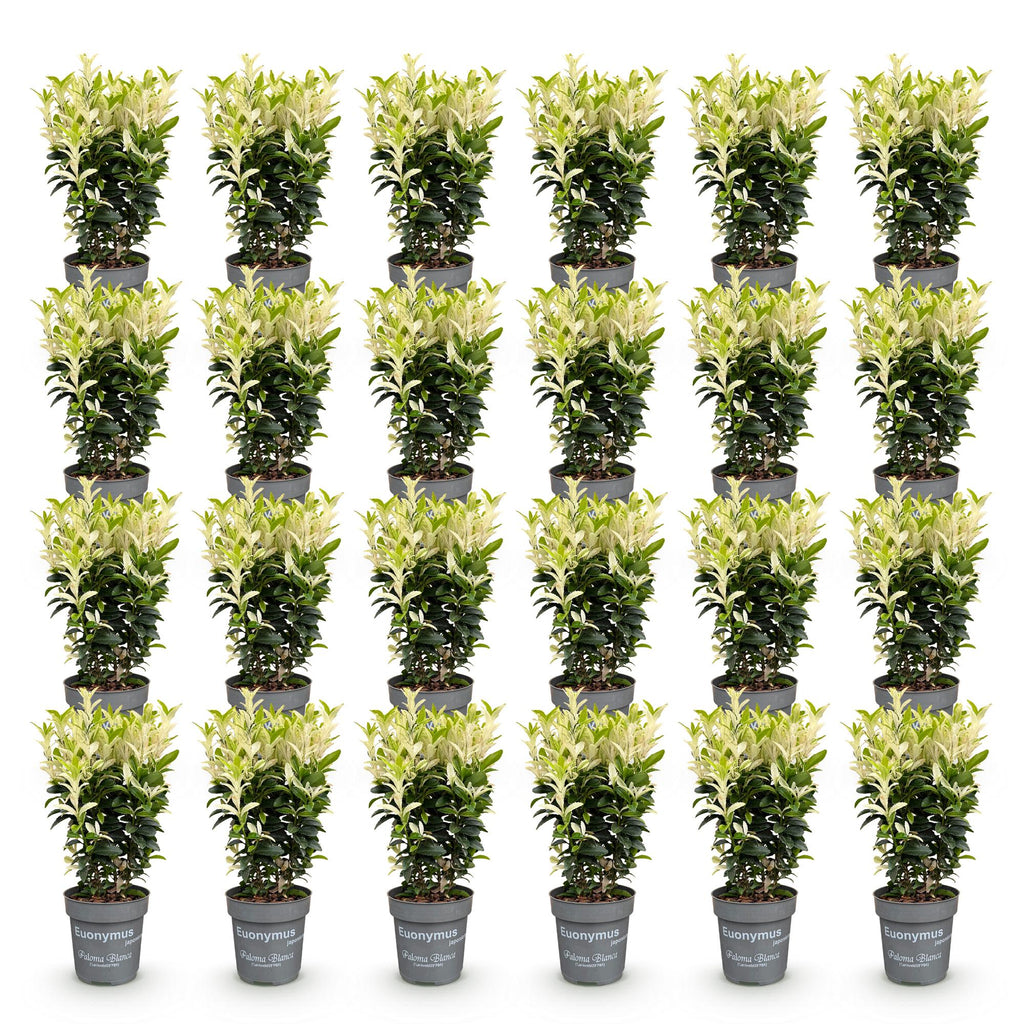 24x Euonymus japonica Paloma Blanca - Kardinaalsmuts - Haagplanten - Groenblijvend - Groen - Wit - Pot 9cm - Hoogte 20-30cm