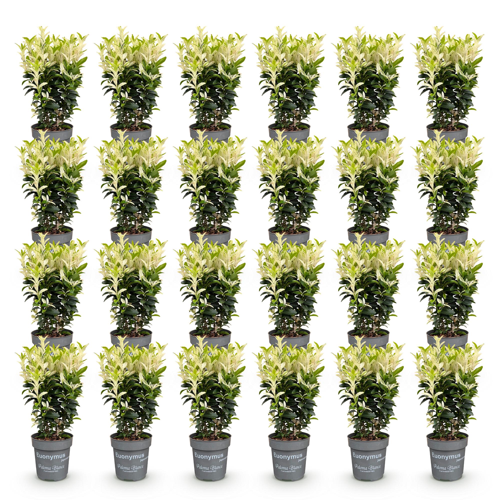 24x Euonymus japonica Paloma Blanca - Kardinaalsmuts - Haagplanten - Groenblijvend - Groen - Wit - Pot 9cm - Hoogte 20-30cm