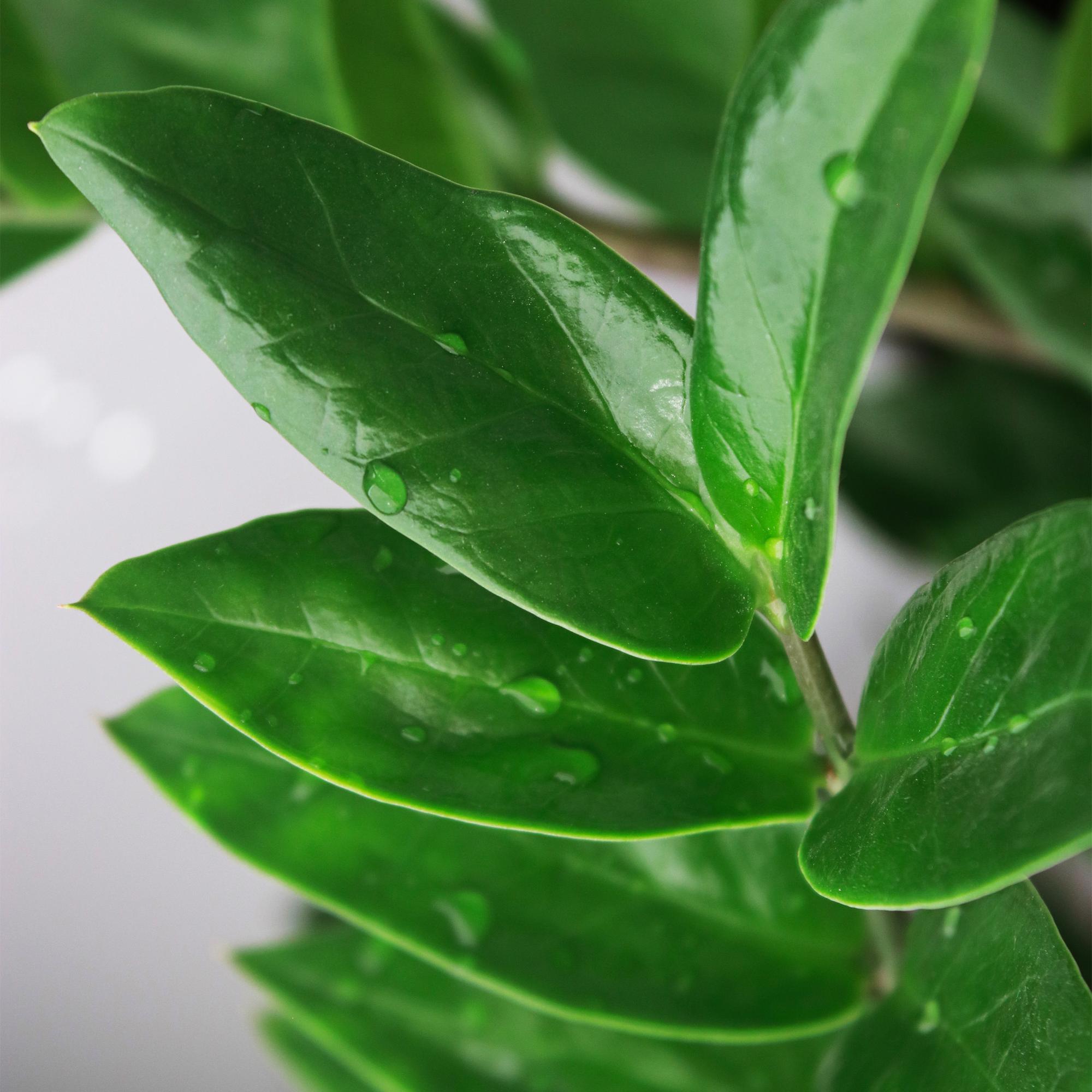 Green is... Kamerplanten - Zamioculcas - ZZ-plant - Weinig onderhoud - Groen - 1 Plant - Pot 21cm - Hoogte 80-90cm