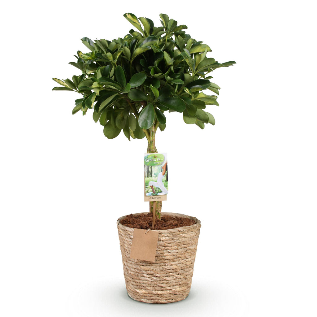 Green is… Kamerplanten - Schefflera Gold Capelle - Vingerboom - Weinig onderhoud - met mand - Groen - goud - 1 Plant - Pot 21cm - Hoogte 70-81cm