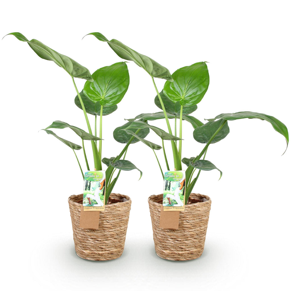 Green is... Kamerplanten - Alocasia Cucullata - Boeddha,s hand - Weinig onderhoud - met mand - Groen - 2 Planten - Pot 17cm - Hoogte 60-65cm
