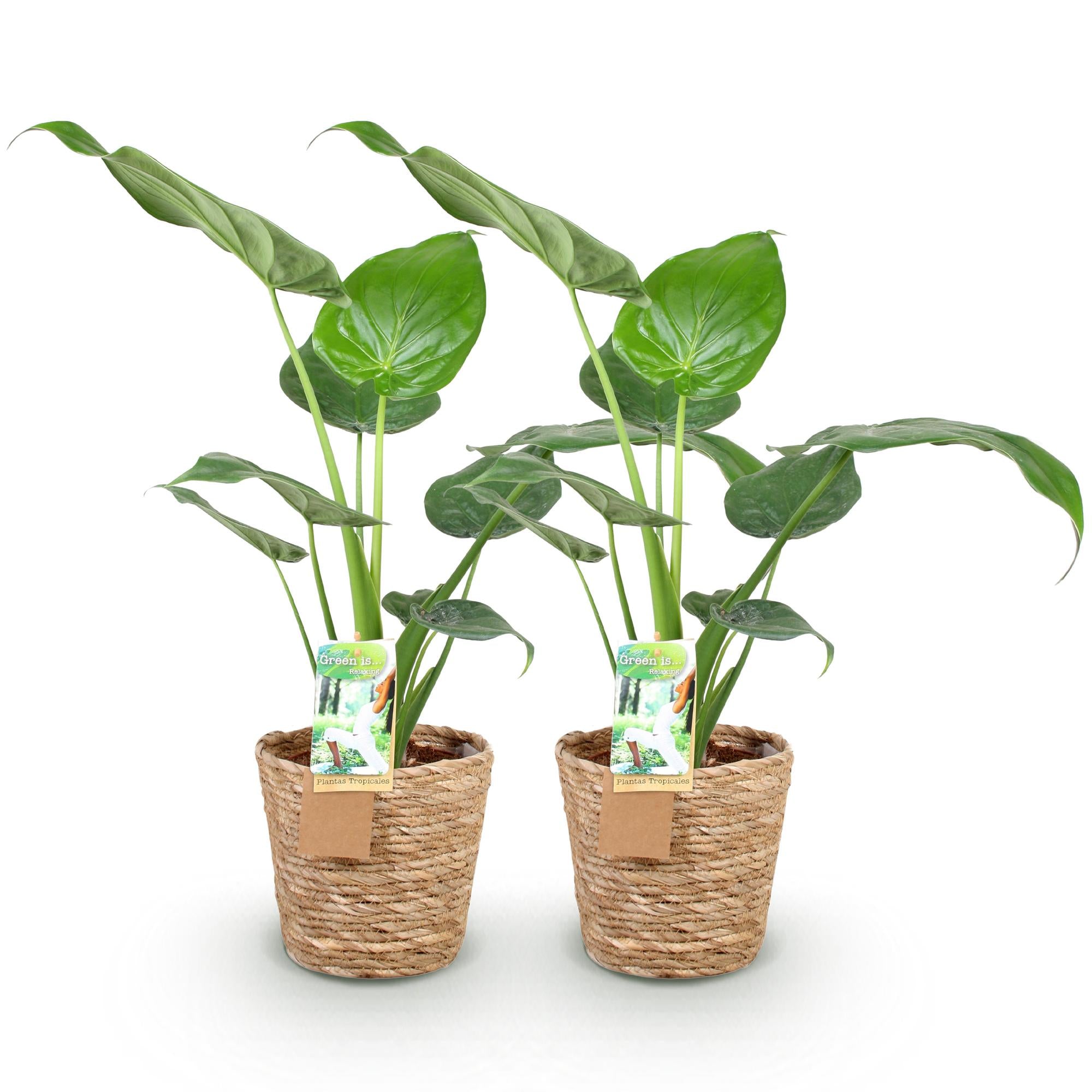 Green is... Kamerplanten - Alocasia Cucullata - Boeddha,s hand - Weinig onderhoud - met mand - Groen - 2 Planten - Pot 17cm - Hoogte 60-65cm