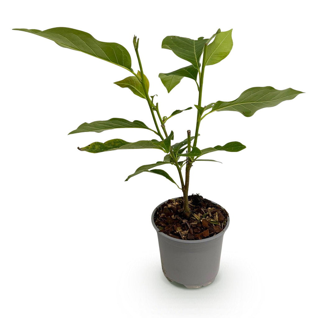 Tuinplant - Magnolia George Henry Kern - Bloem Roze - 1 Plant - Bladverliezend - Weinig Onderhoud - Pot 12cm Hoogte 30cm