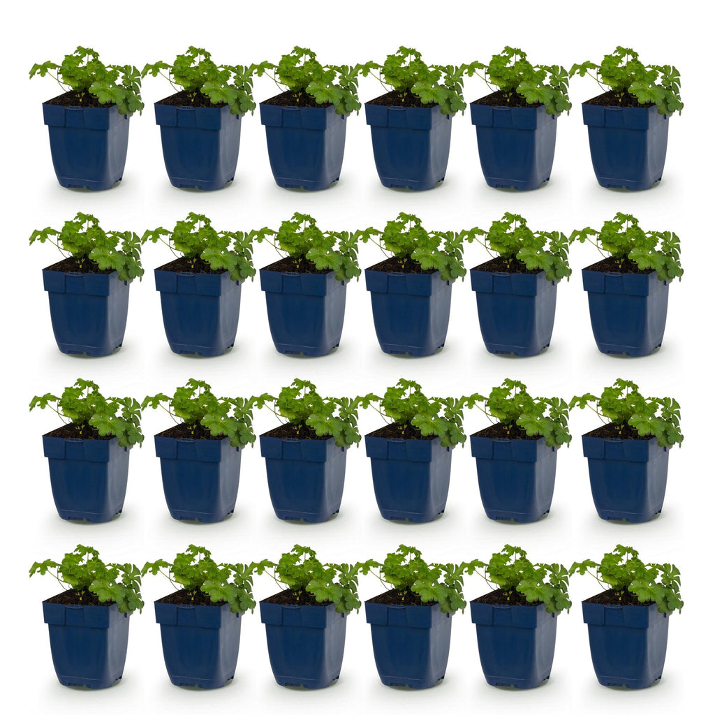 Vasteplant - Geranium cant. Cambridge - Ooievaarsbek - Bodembedekkend - Licht Roze - 24 Planten - Pot 11cm - Hoogte 15-25cm