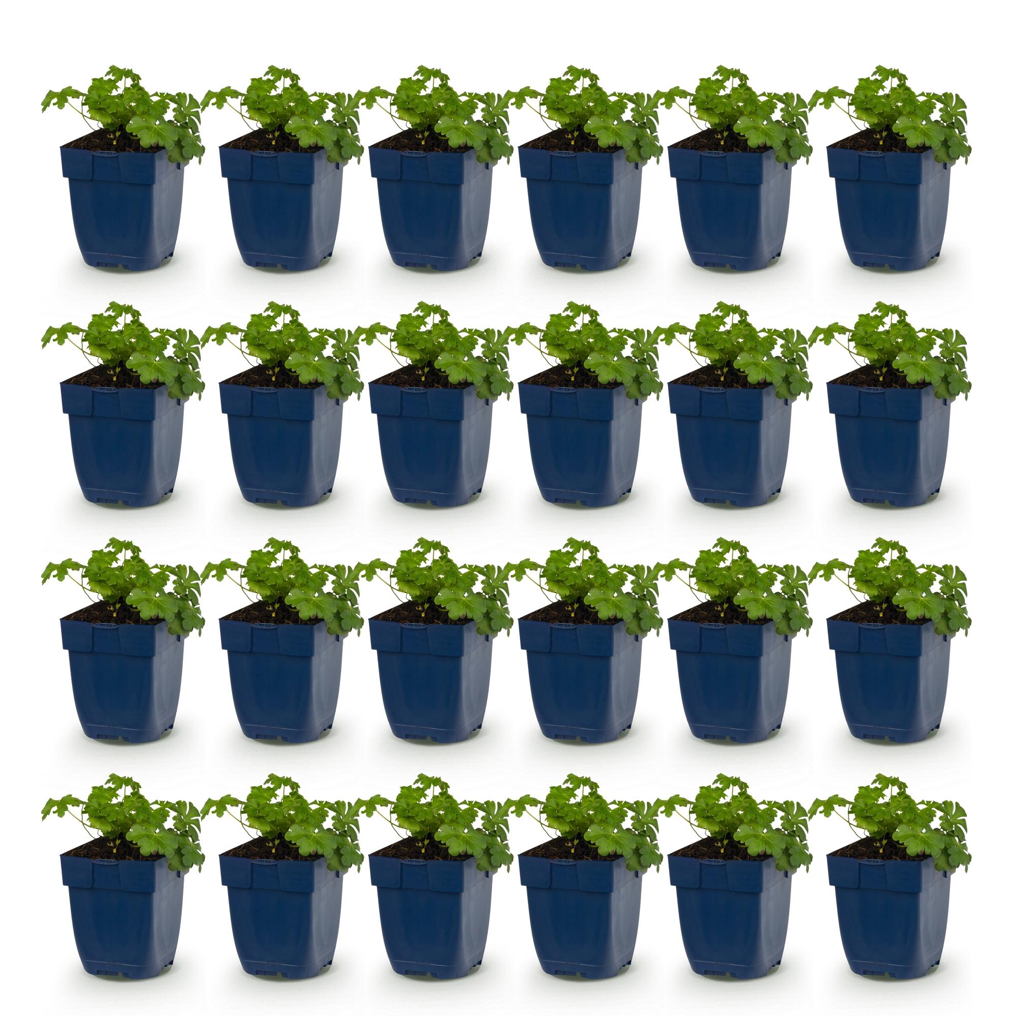 Vasteplant - Geranium cant. Cambridge - Ooievaarsbek - Bodembedekkend - Licht Roze - 24 Planten - Pot 11cm - Hoogte 15-25cm