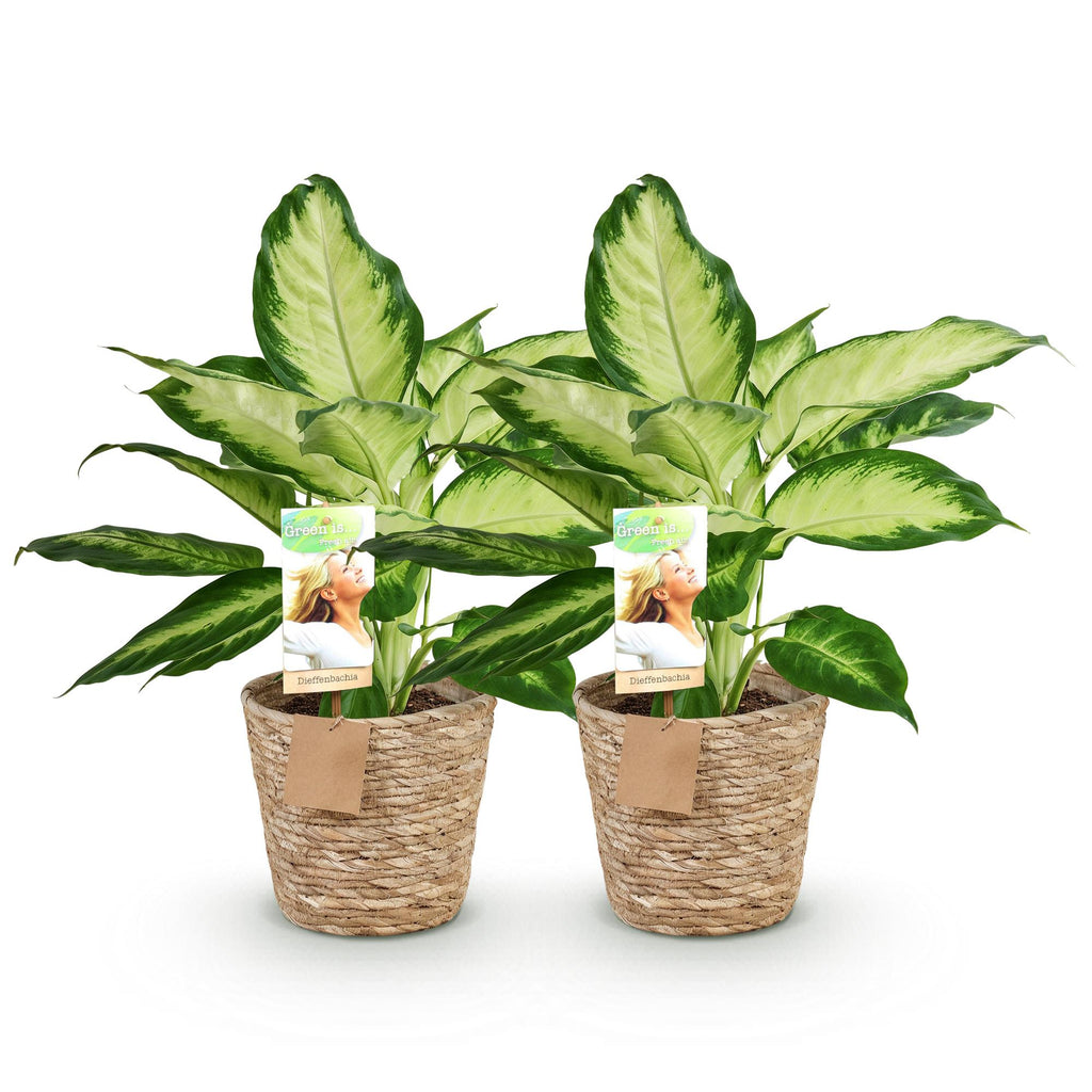 Green is... Kamerplanten - Diefenbachia Camilla - Dieffenbachia - Weinig onderhoud - met mand - Groen - 2 Planten - Pot 17cm - Hoogte 45-50cm