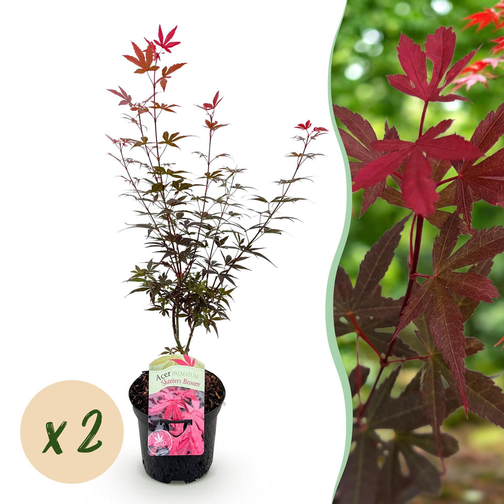 Terrasplant - Japanse Esdoorn - Acer palmatum Skeetsers Broom - Paars - 2 Planten - Bladverliezend - Pot 19cm Hoogte 70cm