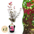Terrasplant - Japanse Esdoorn - Acer palmatum Skeetsers Broom - Paars - 2 Planten - Bladverliezend - Pot 19cm Hoogte 70cm